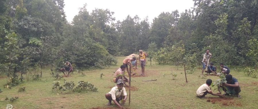 Community members planting native saplings on forest land