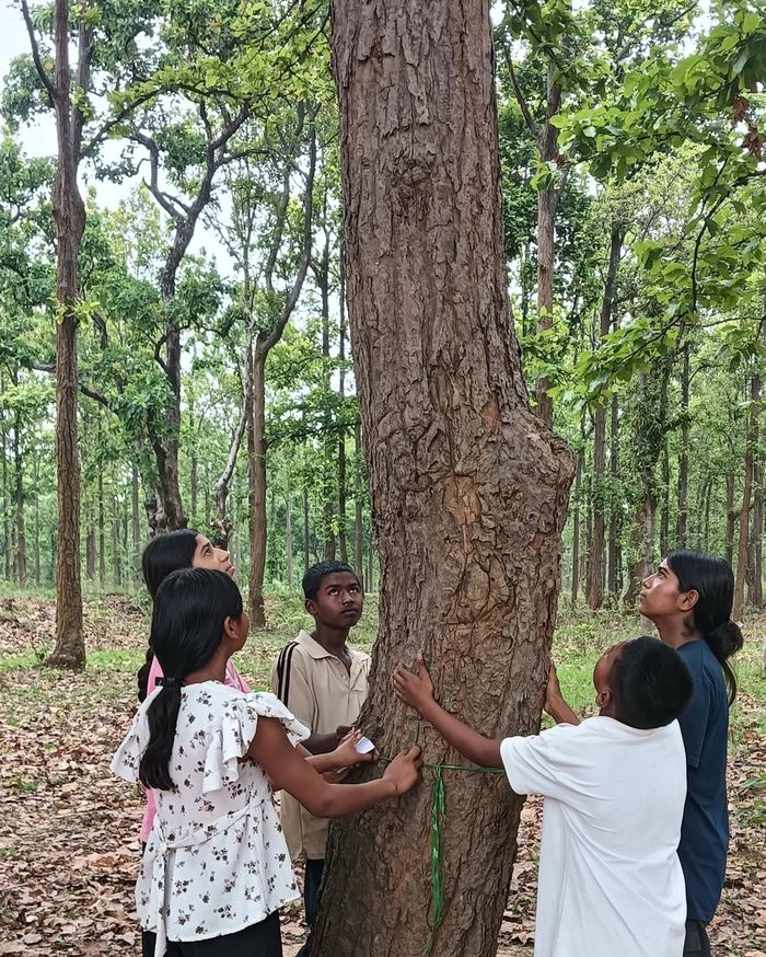 Young guardians measuring a sal tree in the forest