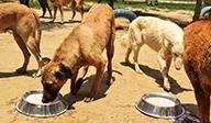 Animal Welfare • Nutrition • Shelter