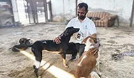 Animal Welfare • Community • Vaccination